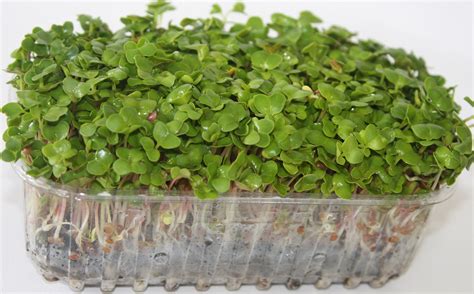 Radish Sprouts | Organic Sprouts & Microgreens