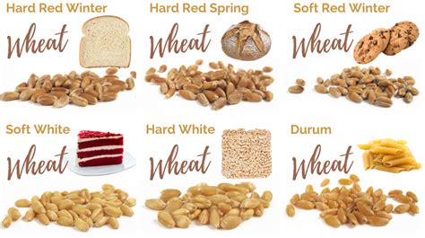 Classes of Wheat | Which Wheat for What? | EatWheat