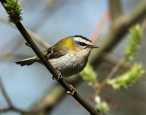 Common Firecrest - Regulus ignicapilla male adult breeding - auau86806