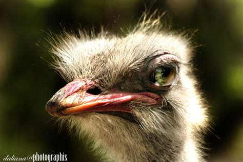 Photographis: The Ostrich (Struthio camelus)