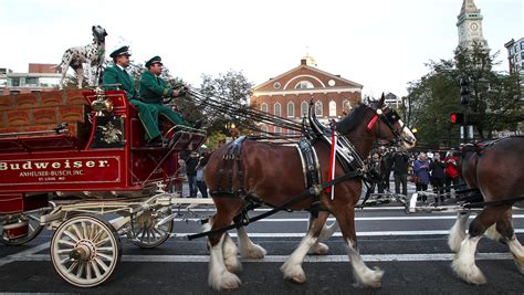 Budweiser's Clydesdales get the holiday heave-ho