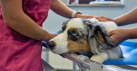 Unexplained Canine Respiratory Disease Surfaces in Los Angeles : r ...