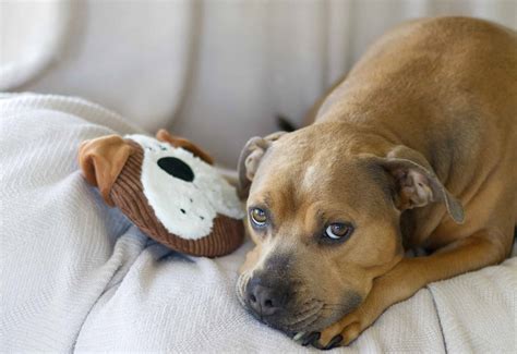 Trazodone and Your Dog: Safe Dose, Risks, and What to Know - A-Z Animals