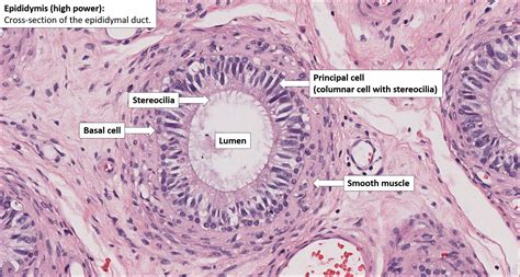 Testis Epididymis Histology