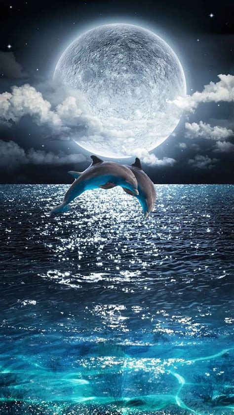 Dolphins jumping by Lauralaura4455 HD phone wallpaper | Pxfuel