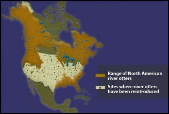 The Life of North American River Otters