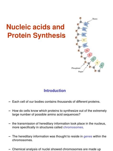 Biochemistry - Nucleic Acids and Protein Synthesis | PDF | Dna | Dna Replication