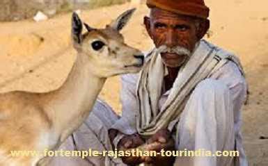 Tribe Caste Bishnoi Villages Tribe Caste Samaj 29 Rule Jodhpur ...