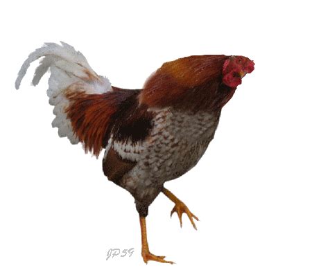 Animated Chicken Gifs at Best Animations