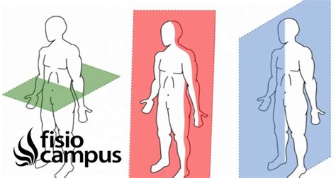 Plano coronal | Qué es, significado y para qué se usa en anatomía