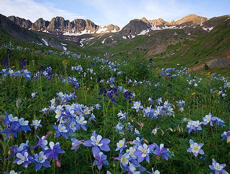 San Juan Mountains Wildflowers | San juan mountains colorado, Beautiful places, Places to visit