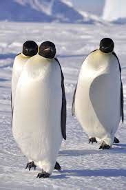 Emperor Penguin Adaptations;10 Things You Must Know - Notes Read