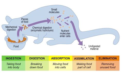 Stages of Digestion | BioNinja | Digestion, Physiology, Cell parts