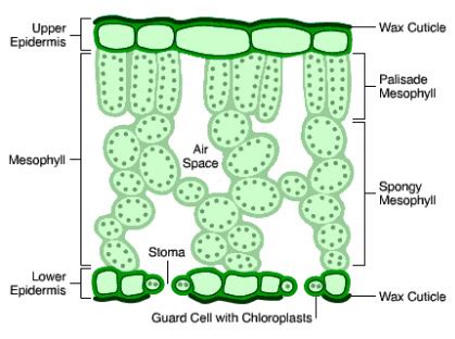 Photosynthesis - BIOLOGYSC