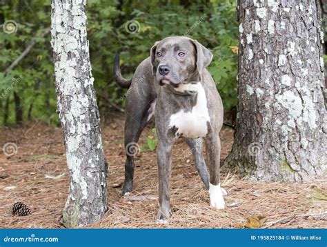 Blue Nose Silver Lab Weimaraner Mix Breed Dog Outside on Leash Stock ...