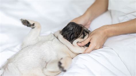 How to massage a dog: When, why and what to do | PetsRadar