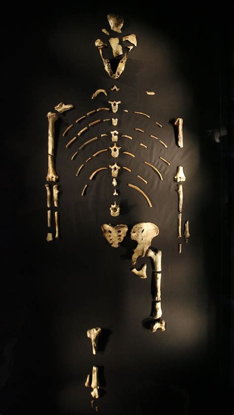 A Baboon Vertebrae?! Lucy and the Scientific Process | Fossil History