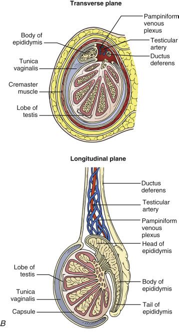 Anatomy Of Male Pubic Area ~ Male Pelvic Region, Artwork | Bocgaswasuas