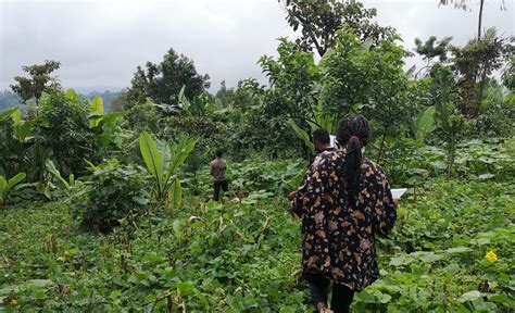 Four ways to measure coffee yields in Ethiopia - Laterite