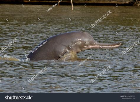 53 Ganges river dolphin Images, Stock Photos & Vectors | Shutterstock