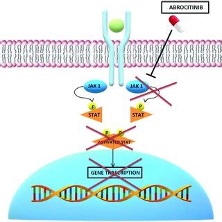 (PDF) The Efficacy and Safety of Abrocitinib as a Treatment Option for Atopic Dermatitis: A ...