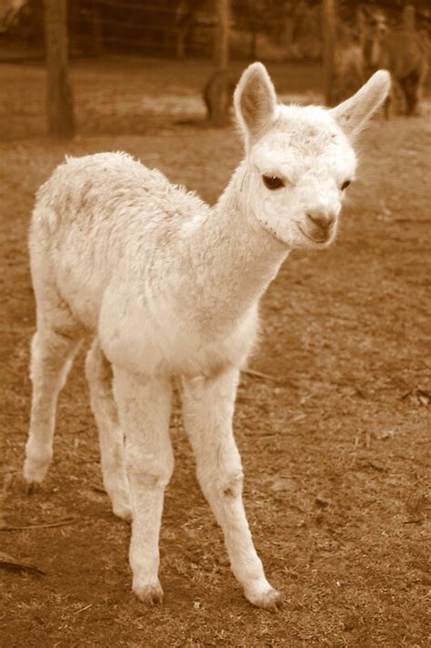 "Baby Alpaca" by Patricia Elliott | Redbubble