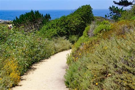 Point Lobos Hiking: Top 6 Trails to Hike at the California Coastal Park! - Roadtripping California