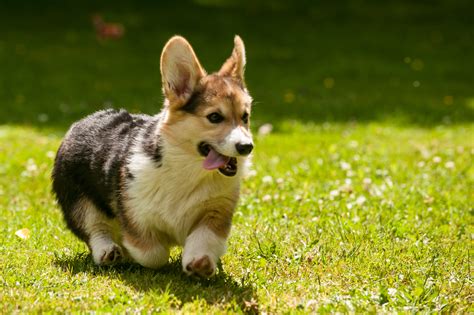 File:Pembroke Welsh Corgi Puppy.jpg - Wikimedia Commons