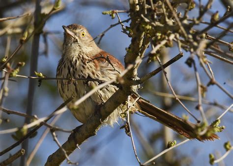 Indiana Birdwatching 101: Intro to These 10 Indiana Bird Species