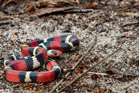 5 Harmless Snakes Commonly Mistaken for Dangerous Ones