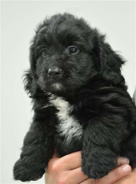 Black and white goldendoodle puppy images.JPG