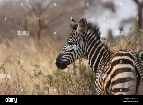 Beautiful zebra displaying stripes while watching for predators Stock Photo - Alamy