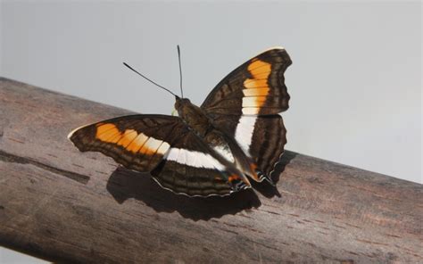 Butterfly, Iguazu Falls | Where to next?