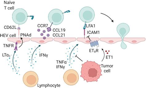 Naïve T cell homing in tumors. Similar to effector T cells, naïve T ...