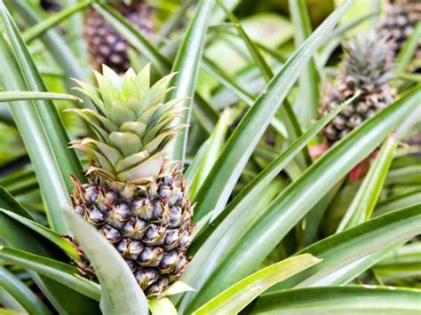 Top 20 Different Types of Pineapple You Should Know - Crazy Masala Food