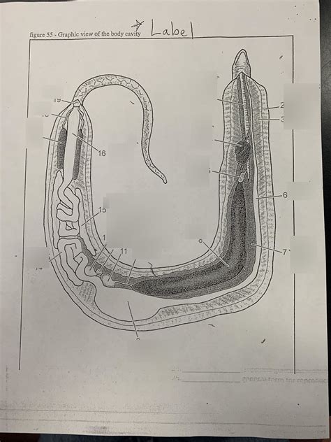 snake internal anatomy labeling Diagram | Quizlet