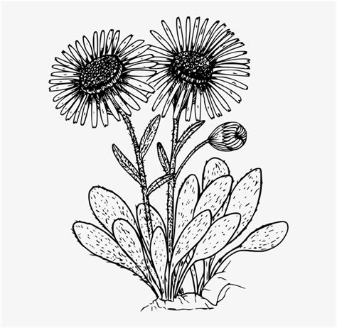 Drawn Wildflower Daisy Flower - Daisies Clipart Black And White Transparent PNG - 584x720 - Free ...