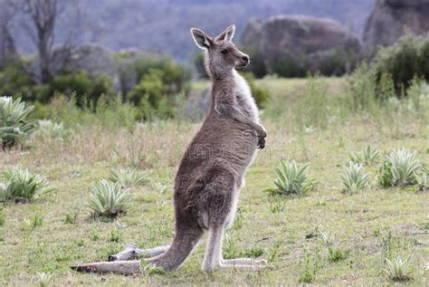 Canguro grigio australiano fotografia stock. Immagine di australia ...