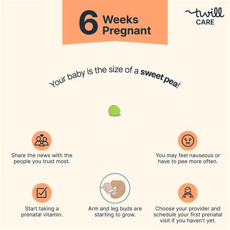 6 Weeks Pregnant: Baby Size, Symptoms, and Changes - Twill Care