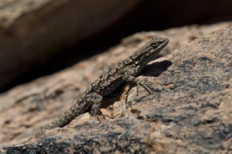 Wild Herps - Ornate Tree Lizard (Urosaurus ornatus)