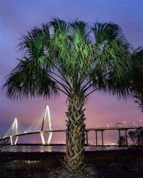 #palmtreelove♥️ | South carolina, City of charleston, Palmetto tree