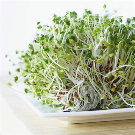 Alfalfa Sprouts Benefits - Healthy Foods - My Emerald Health