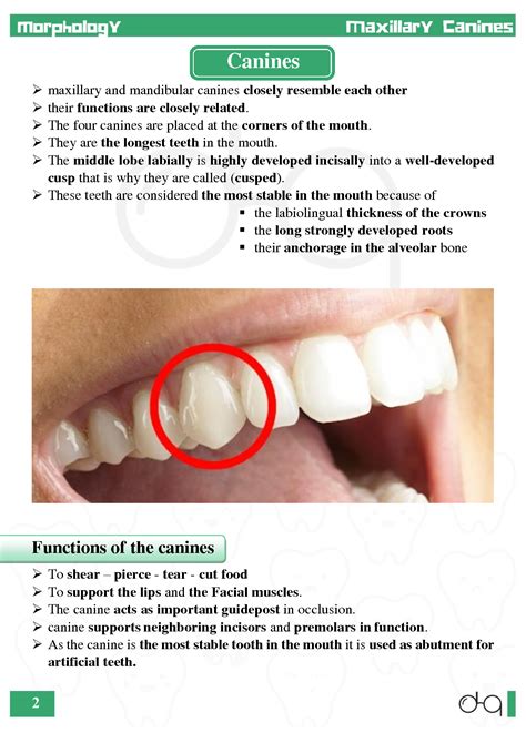 SOLUTION: Dental anatomy morphology maxillary canine - Studypool