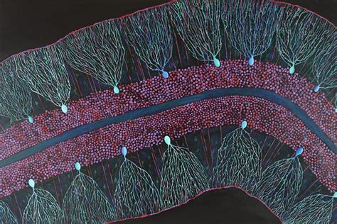 Developing insights into Purkinje cell maturation - The Physiological Society