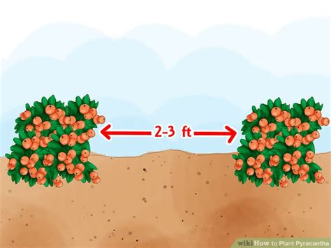 How to Plant Pyracantha (with Pictures) - wikiHow