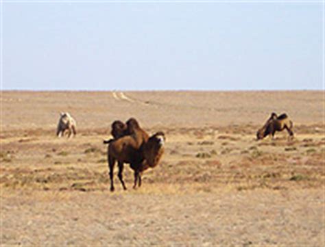 Kazakhstan flora and fauna: nature, animals, birds