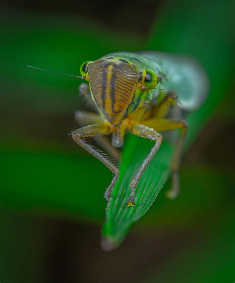 Close-Up Photo of Green Grasshopper · Free Stock Photo