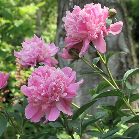 Top 10 Questions About Peony Plants | Gardening Know How