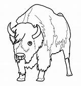 Free Printable Bison Coloring Pages For Kids sketch template
