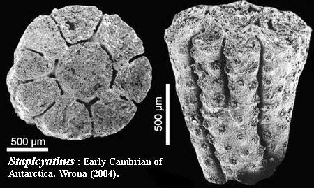 Palaeos Metazoa: Porifera: Archaeocyatha,p.2